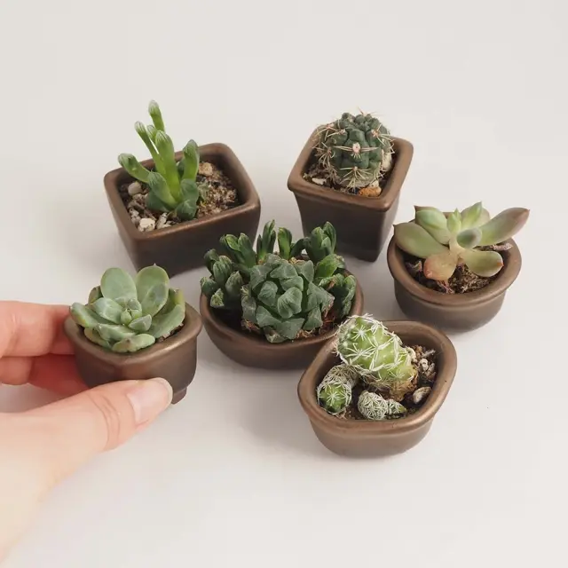 ミニ盆栽鉢 | m.m.d.（エムエムディー） | 開業・開店祝い、結婚祝い