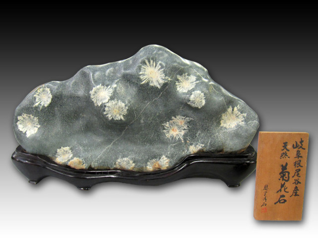 あ*げ様 根尾川産 六華 菊花石 小菊明瞭 台座・共箱付 鑑賞石 盆石 紋