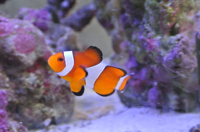 元気の良い天然カクレクマノミ☆