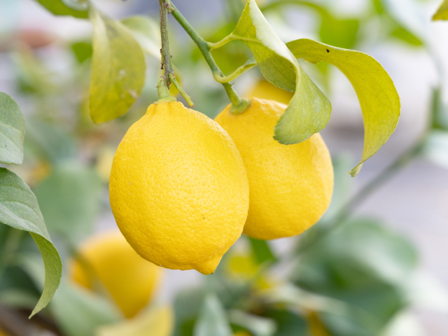 浦野さんちの須坂市産レモン 2kg