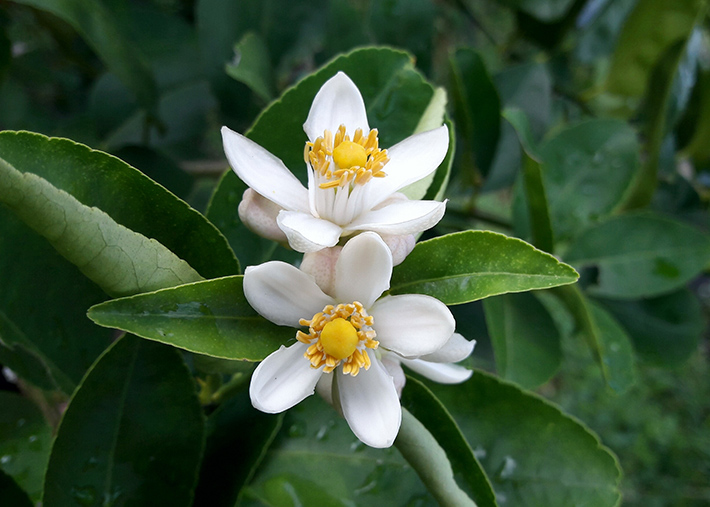 エヌエスドアーズ セラム