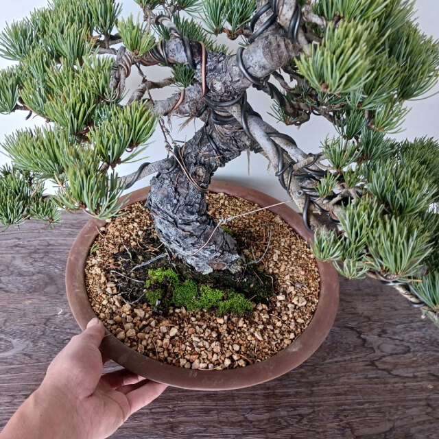 五葉松の盆栽 ごようまつ 盆栽 五葉松 一点もの ぼんさい ミニ盆栽