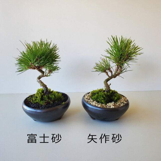 黒松盆栽 万古黒丸鉢 くろまつ クロマツ kuromatu ミニ盆栽 小品盆栽