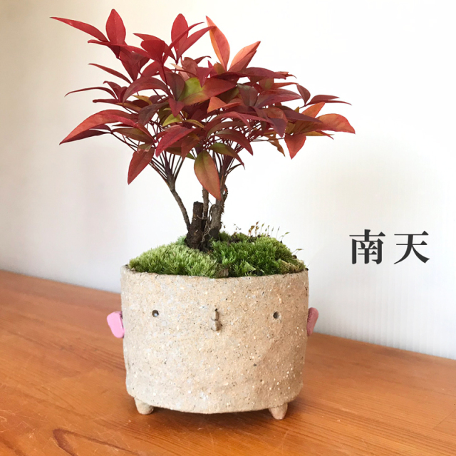 送料無料 南天のミニ盆栽 鉢 真山茜 炭化焼き締め トリ鉢盆栽 ぼんさい