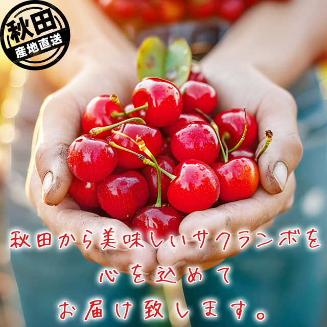 味にこだわり！秋田県産さくらんぼ♪佐藤錦,チャーミーチェリー