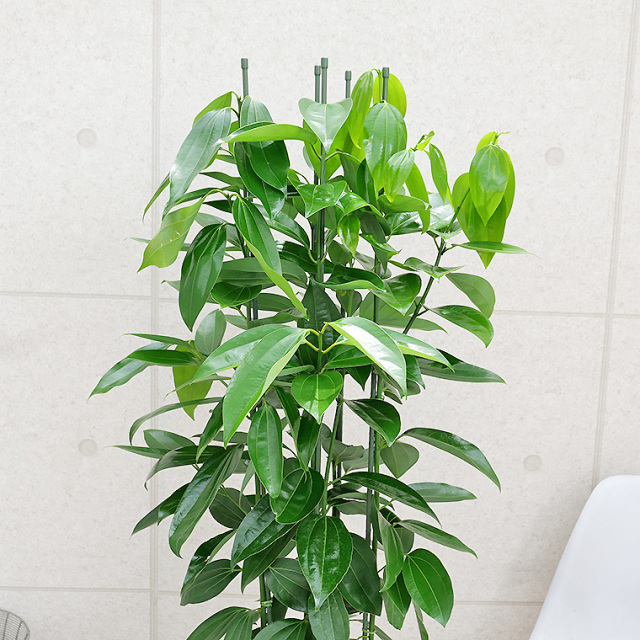 シナモン（セイロンニッケイ） 10号鉢 観葉植物と植木鉢の専門店