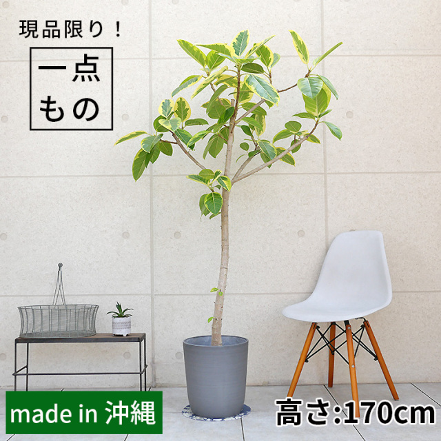 8号 観葉植物と植木鉢の専門店cocolate（ココレート）