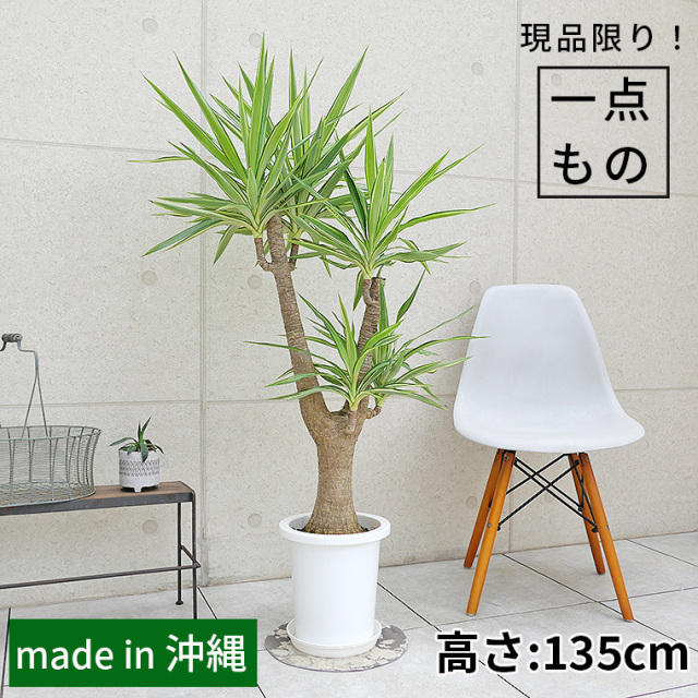 8号 観葉植物と植木鉢の専門店cocolate（ココレート）