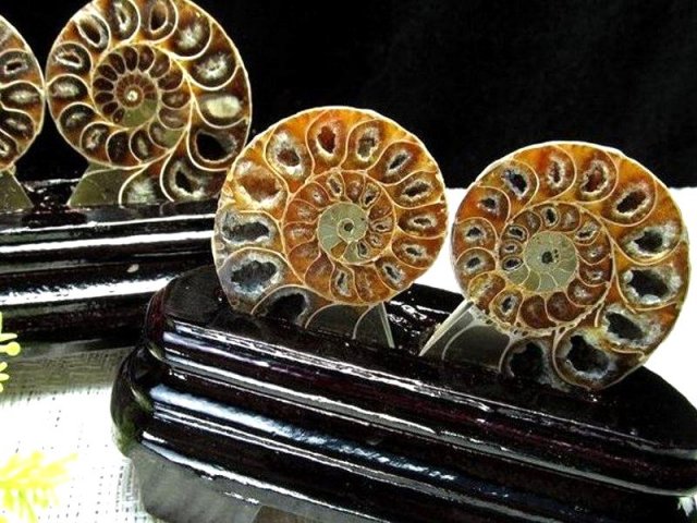 台座付き2枚セット アンモナイト スライス化石 専用木製台座付き 約80g