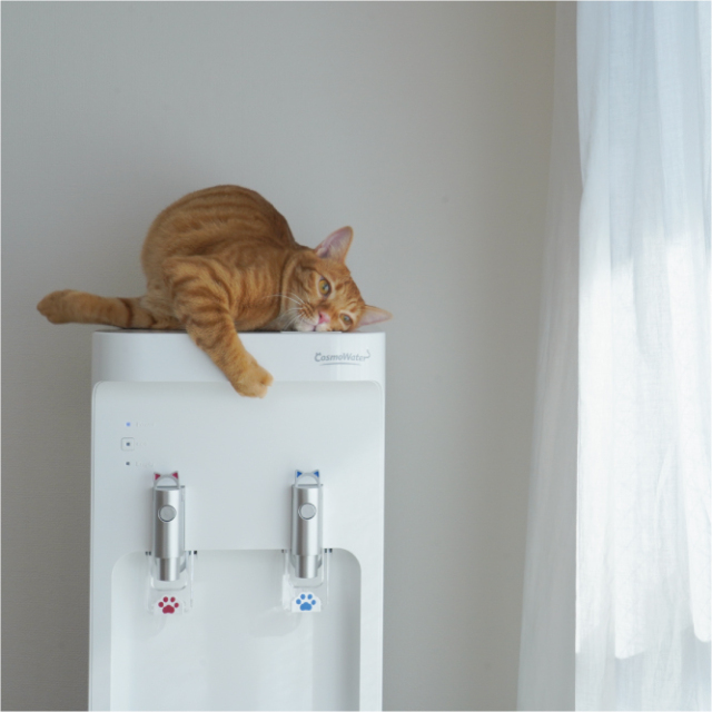 にゃんモデル きせかえセット（目皿：黒） | コスモウォーター会員さま