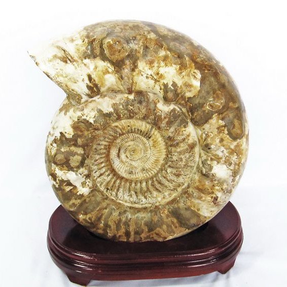 27.5Kg アンモナイト 化石 同梱不可 [t726-1003]