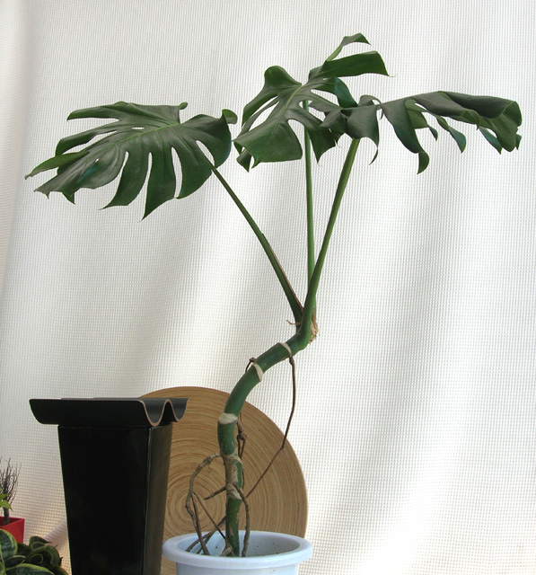 ユニークでエキゾチックなモンステラ・デリシオーサ幹上がり観葉植物の