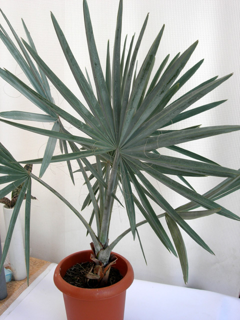 シルバーリーフ超レア ビスマルキアヤシ観葉植物の種類が豊富 通販