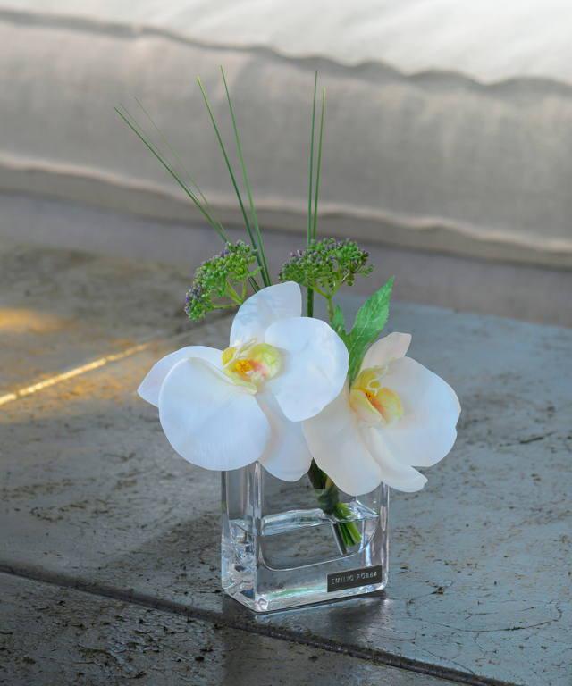 ファレノプシスXS 高品質 ギフト プレゼント お祝い アーティ