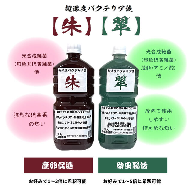 Dorcus Academy] 超濃度バクテリア液【朱】