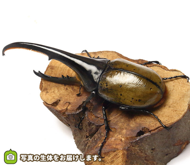 実物写真】大型！ヘラクレス・ヘラクレス グアドループ産 F1 オス148mm