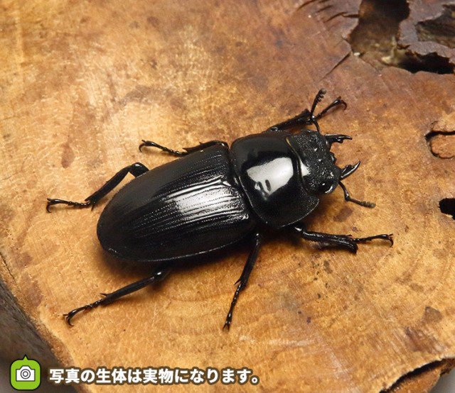 オオクワガタ 野外採集個体の販売│ビートルファーム
