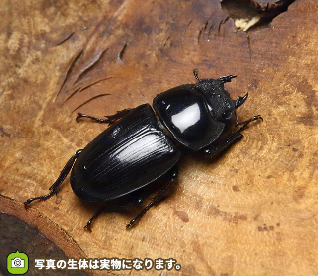 オオクワガタ 野外採集個体の販売│ビートルファーム