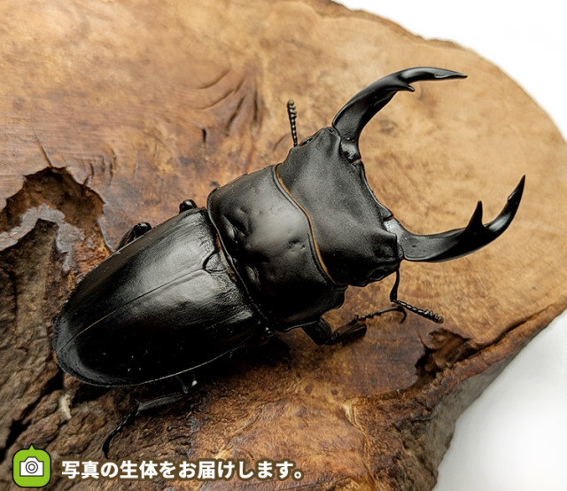 国産オオクワガタ福島県産ペア販売│ビートルファーム