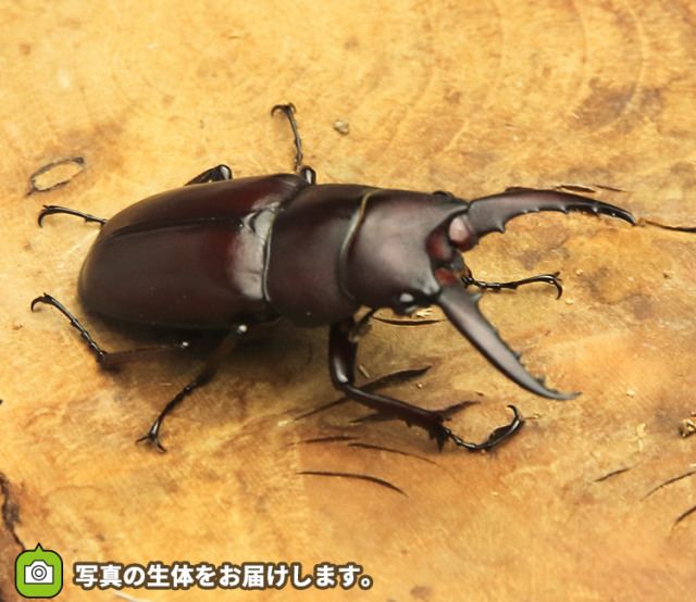 実物写真】ヤエヤマノコギリクワガタ 石垣島産 F3 オス43mm・メス30mmペア