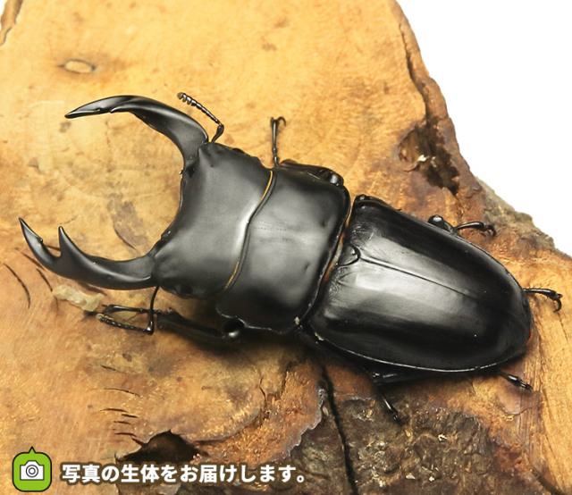 国産オオクワガタ 滋賀県大津市産│ビートルファーム