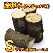 実物写真】ヤエヤマノコギリクワガタ 石垣島産 F3 オス40mm・メス29mmペア