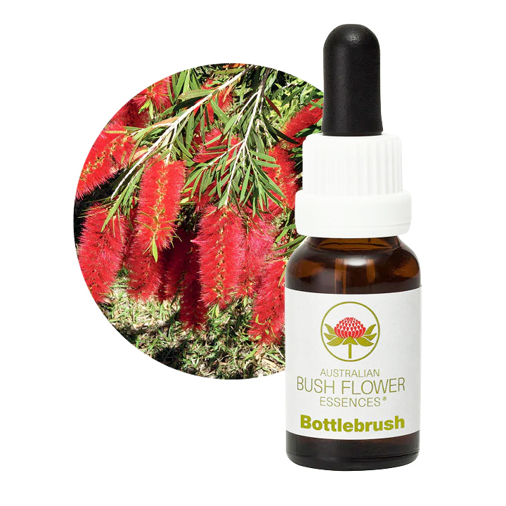 ボトルブラシ オーストラリアンブッシュフラワー シングル 世界の