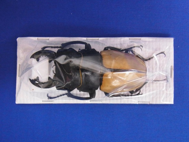 標本用）カステルナウツヤクワガタ83ミリ