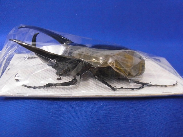 標本用）コーカサスオオカブト122ミリ その2