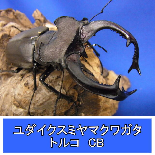 ユダイクスミヤマクワガタ成虫ペア