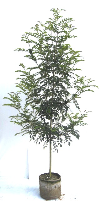 シマトネリコ 1本立