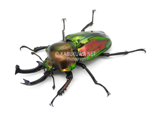 ニジイロクワガタ ♂52mm ペア カブトムシ クワガタムシ生体・昆虫