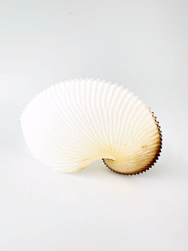 アオイガイ(国産）【約12～15cm/1個】 - Not for overseas sale - 貝殻