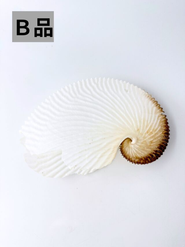 アオイガイ(国産）B品【約16～18cm/1個】 - Not for overseas sale - 貝殻