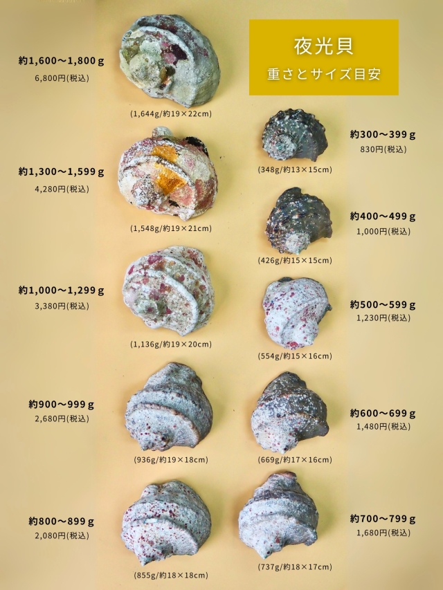 夜光貝詰合せ（ミックスサイズ）400g～1kgのミックス（参考：9個前後