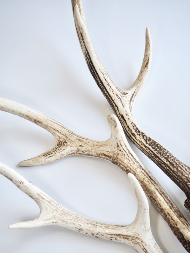 エゾジカの角【60cm以上-おまかせ発送-】鹿の角 En: - Not for