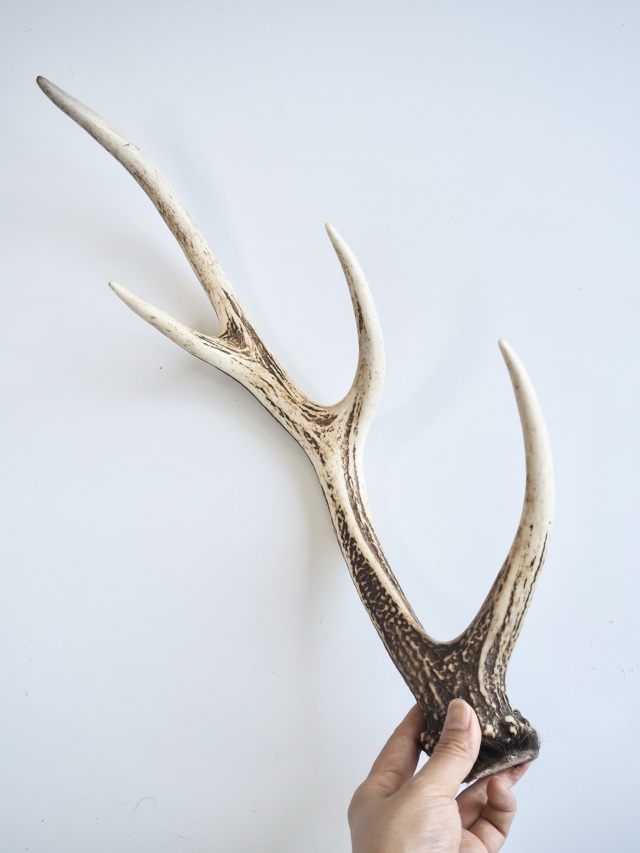 エゾジカの角【60cm以上-おまかせ発送-】鹿の角 En: - Not for