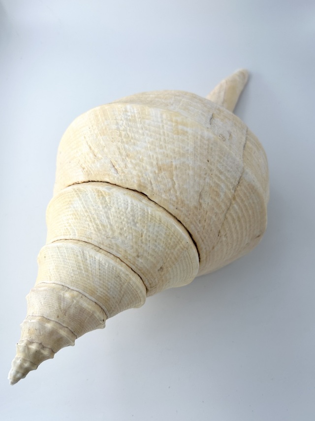 激レア 世界最大 法螺貝 アラフラオオニシ貝 貝殻長約54センチ殻径約