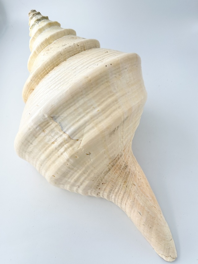 激レア 世界最大 法螺貝 アラフラオオニシ貝 貝殻長約54センチ殻径約