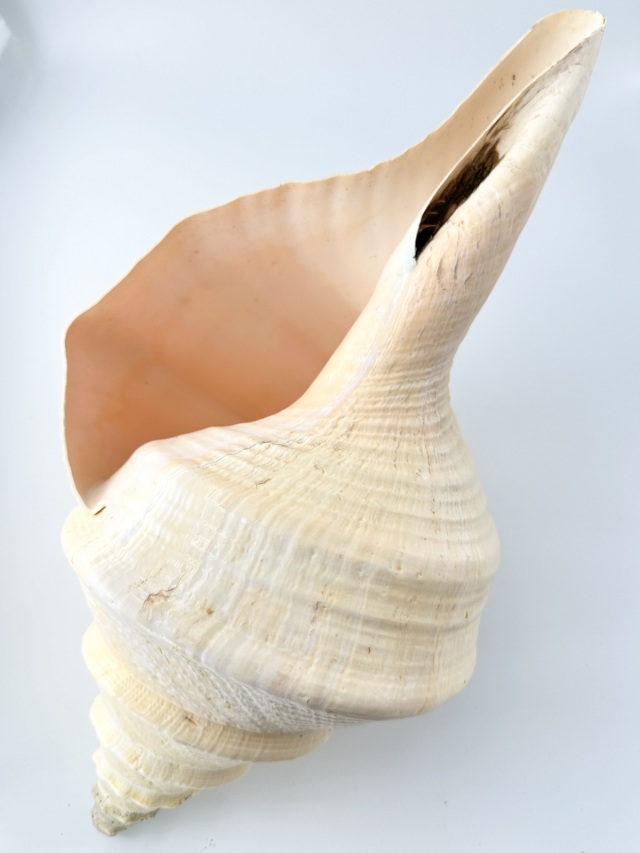 アラフラオオニシ磨きNO.2011【約46.5cm/約2750g/1個/現品】 En