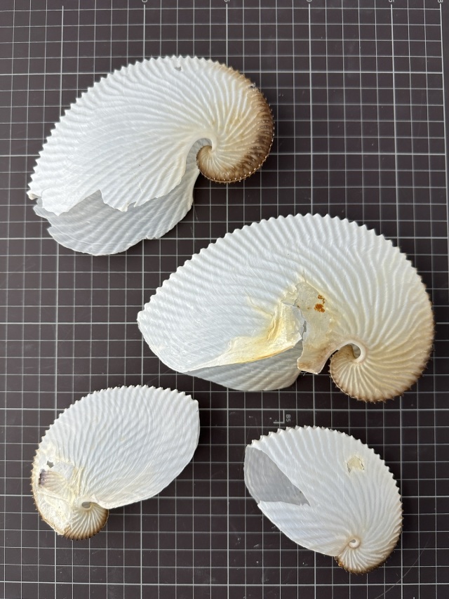 アオイガイ(国産）B品【約16～18cm/1個】 - Not for overseas sale -