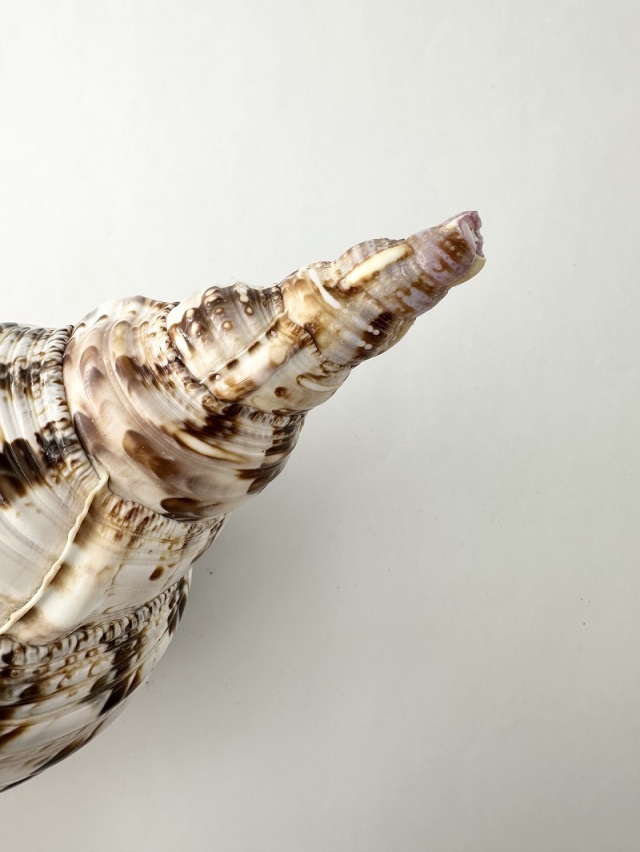 ホラガイ B品【27cm前後/1個】法螺貝 貝殻