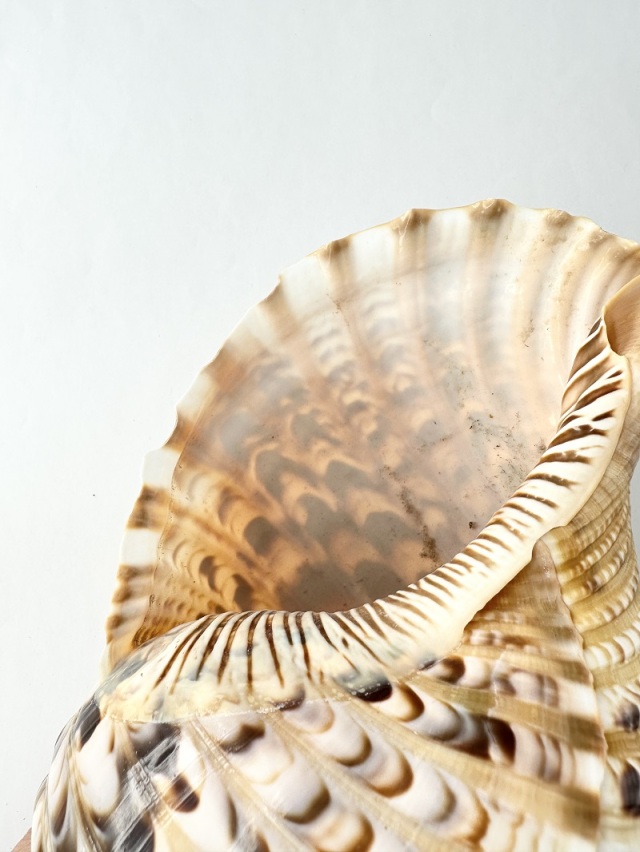 ホラガイ B品【27cm前後/1個】法螺貝 貝殻