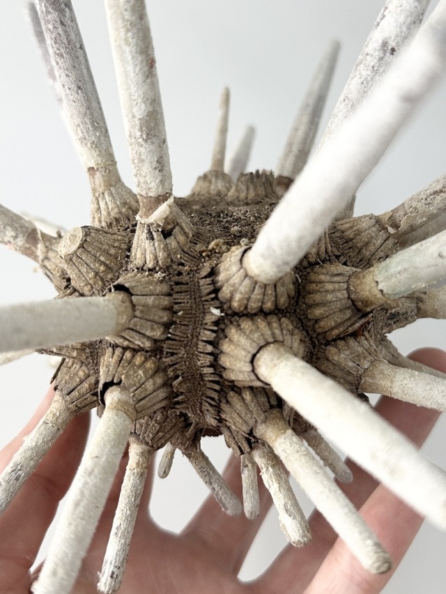 シーウーチンスプートニック-石灰質-（ミナミバクダンウニ）（トゲ