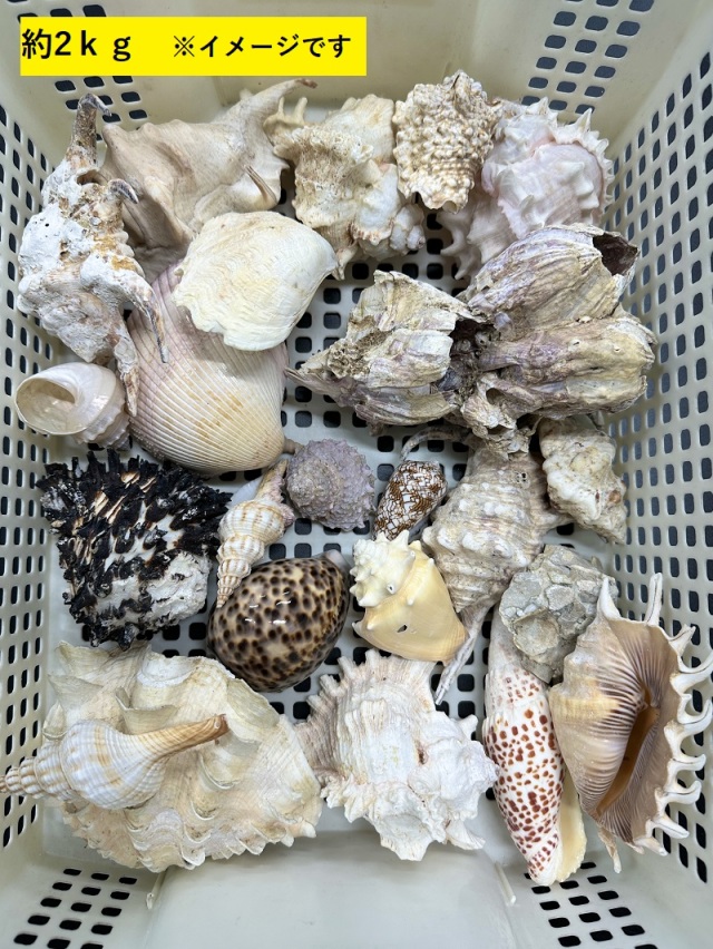 2月のお買い得 [特価]貝殻ごちゃまぜミックス -B品-□大きめサイズ
