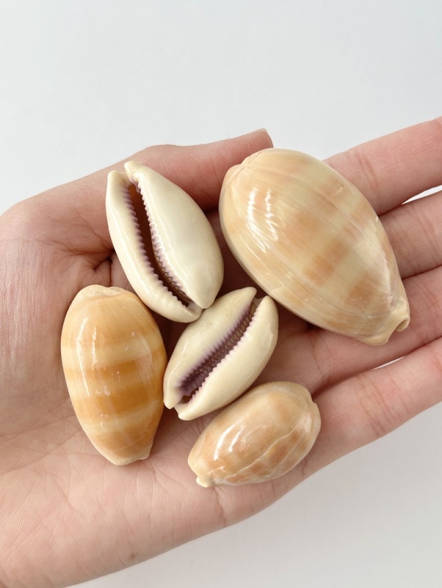 クチムラサキダカラガイ【約3～5cm/5個入】[メール便可-18袋まで] En