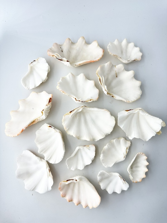 シャコガイル b 微白かけあり シャコガイル b 微白かけあり 楽天市場