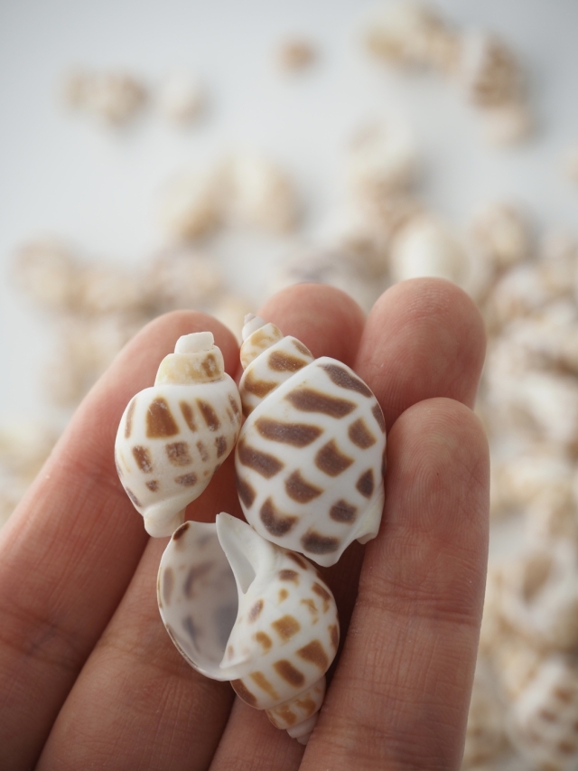 バイガイ-小-【約2～3cm】[メール便可-200g] En: Babalonia Areolata