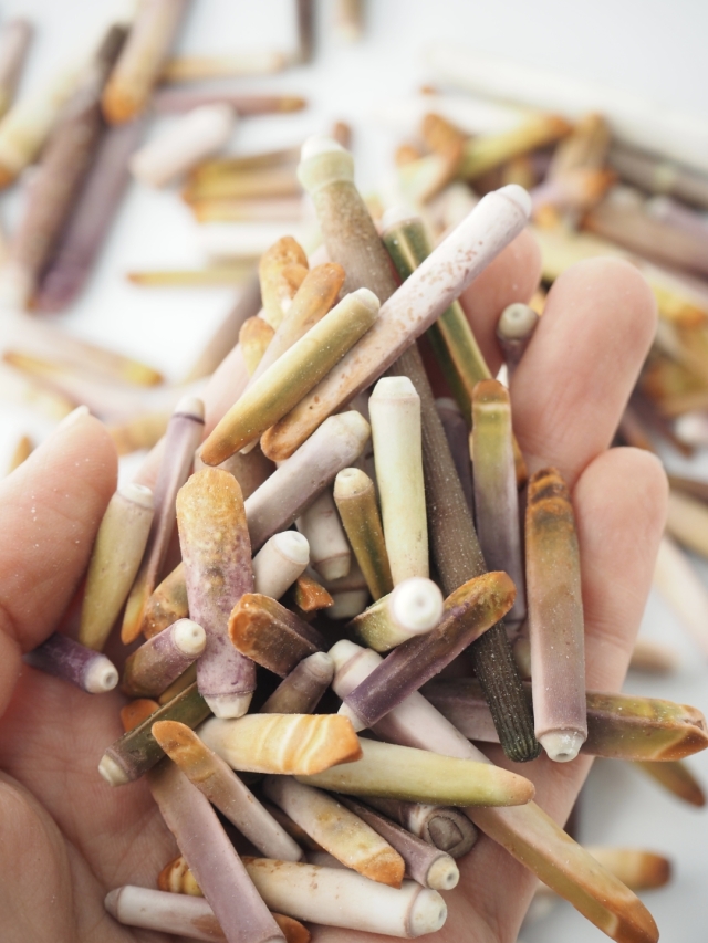 2月のお買い得 [20%OFF]ミニパイプウニ【約2～5cm/約100g】[メール