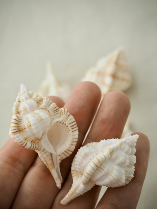 ムレックスヘラシ(トサツブリボラ)【約4.5～6cm/5個】[メール便可-6袋